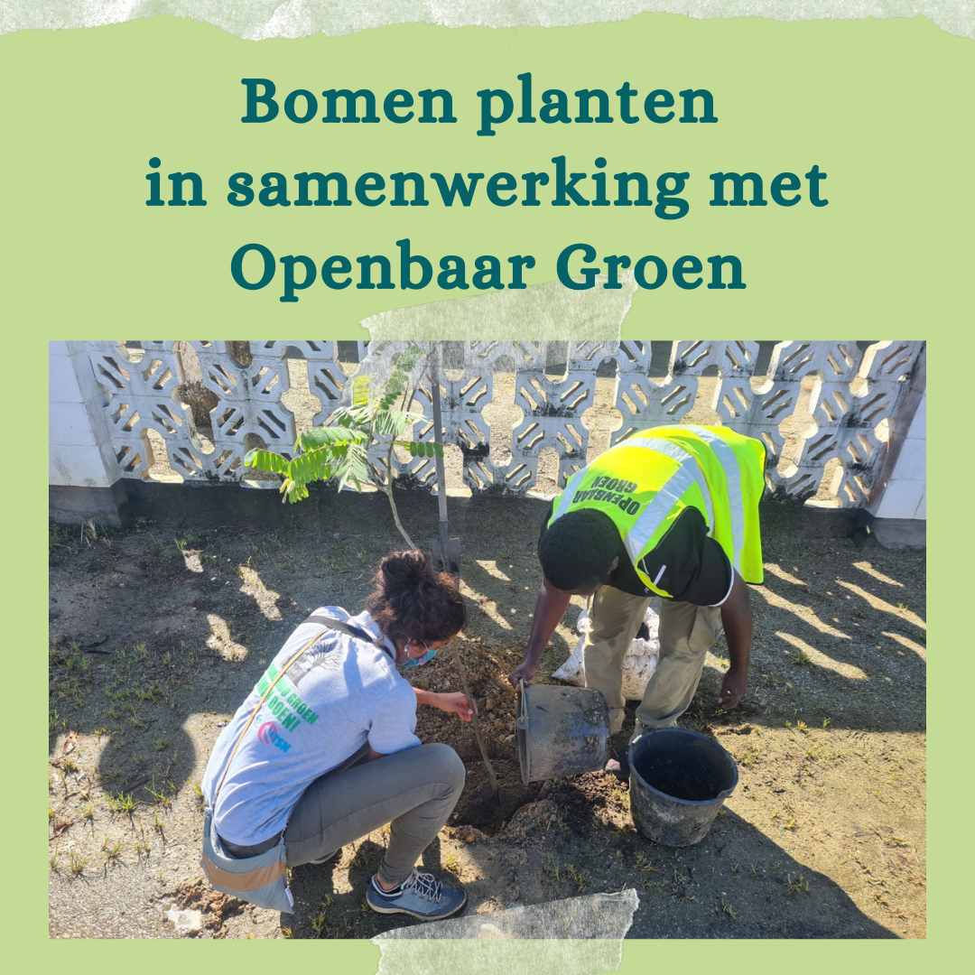 De geschikte boom op de juiste plaats